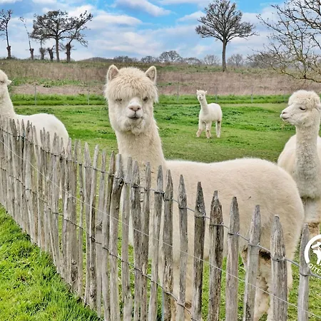 Des Alpagas, 10 Personnes بيت للعطل *
